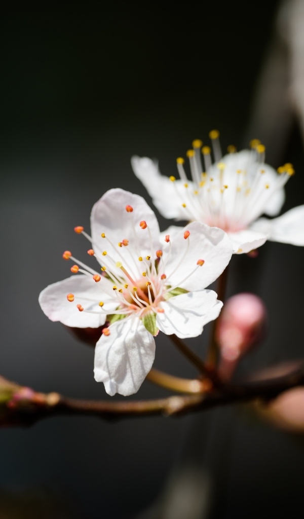 Два белых цветка вишни крупным планом