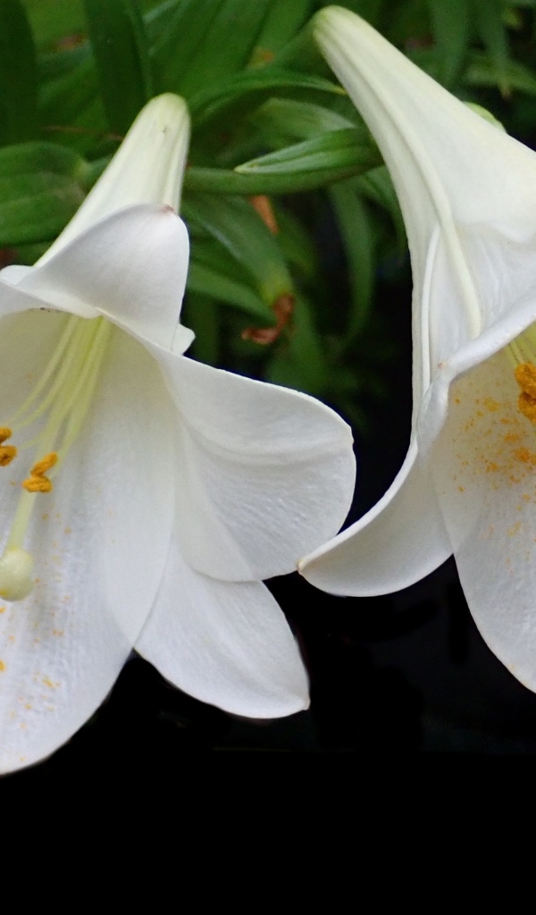 Две белые лилии в желтой пыльце на черном фоне