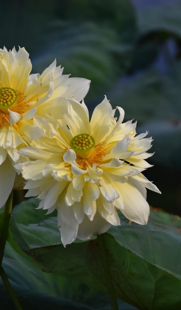 Два белых цветка лотоса отцветают 