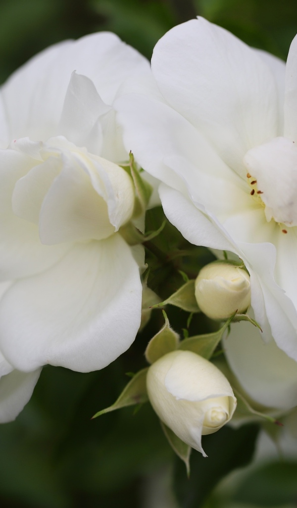 Две белые розы с бутонами крупным планом