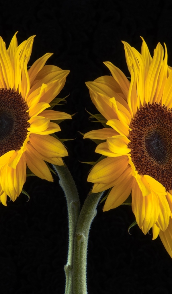 Два желтых подсолнуха на черном фоне