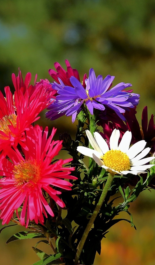 Пестрый букет осенних цветов астры