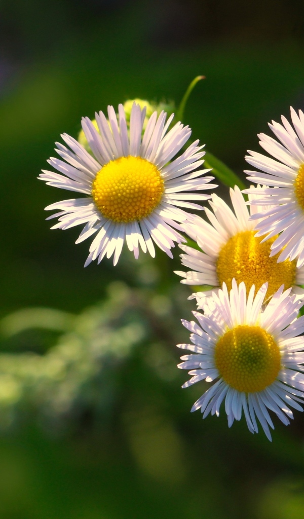 Белые цветы сентябринки в лучах солнца
