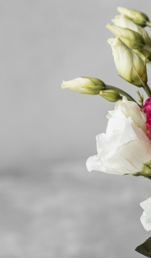 White and pink eustoma flowers on a gray background