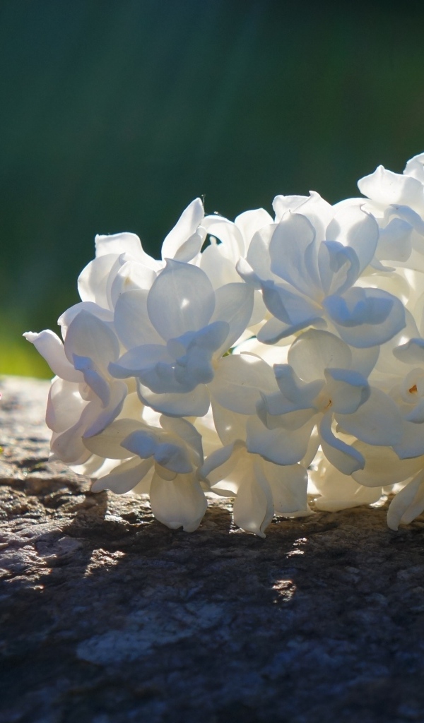 Белый и розовый цветок лежат на камне