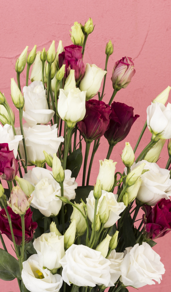 Белые и красные цветы эустомы на розовом фоне