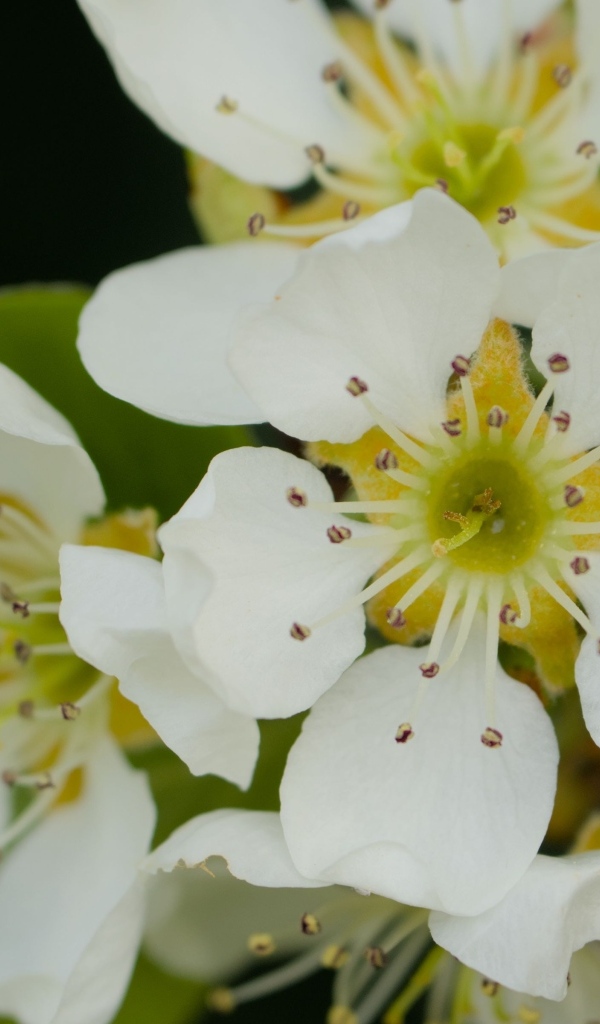 Белые цветы яблони крупным планом на черном фоне