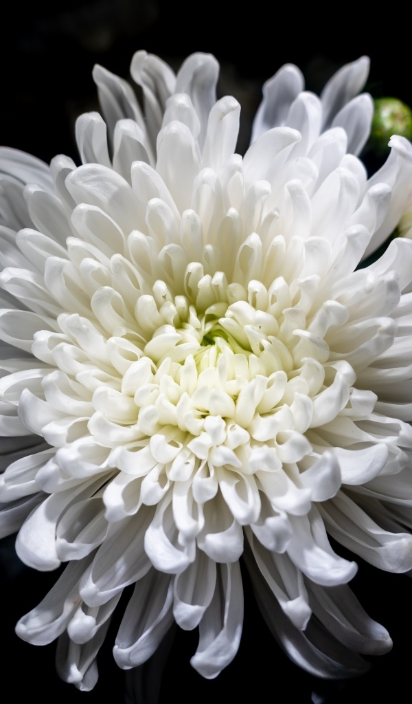 Белый осенний цветок хризантемы на черном фоне крупным планом