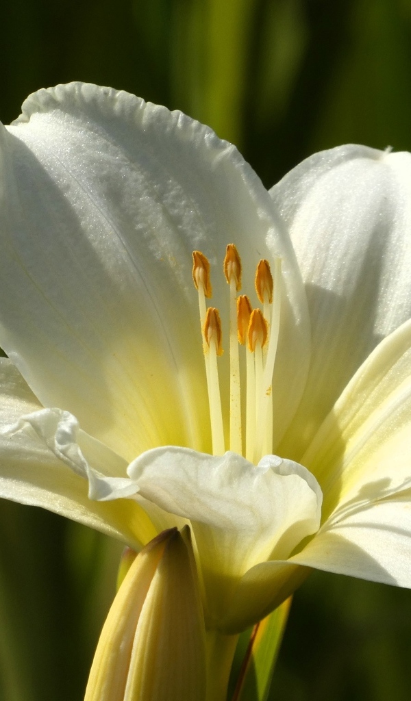 Белый красивый лилейник крупным планом