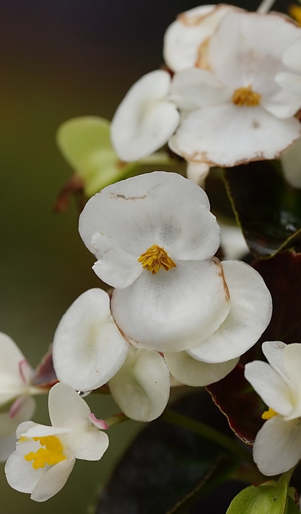 Белые цветы бегония крупным планом