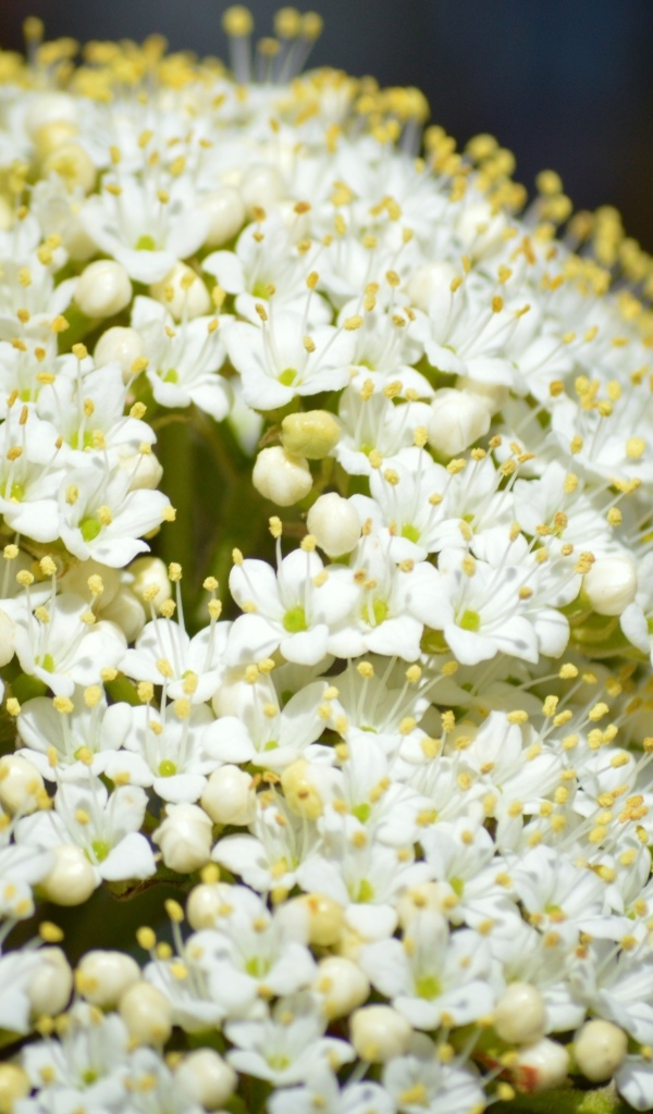 Белые распускающиеся цветы бузины