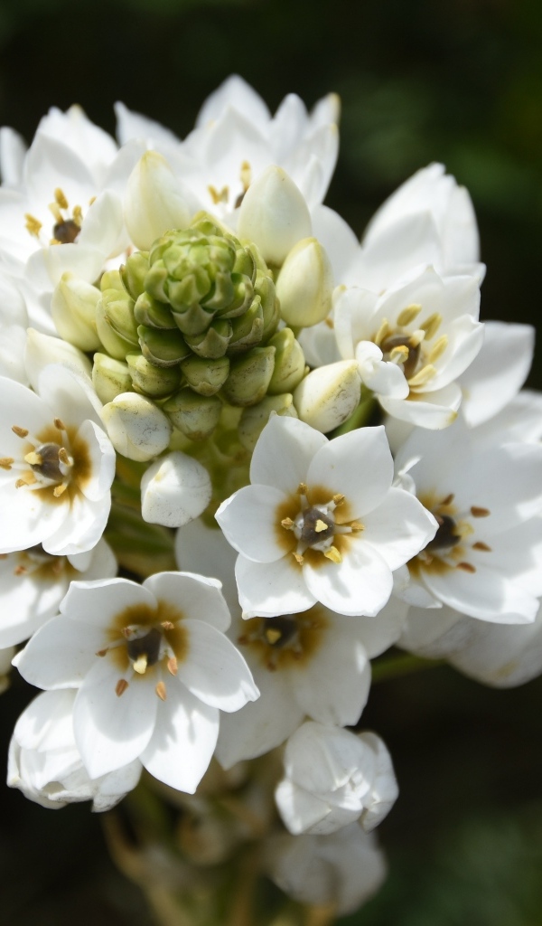 Белый распускающийся цветок арабикум