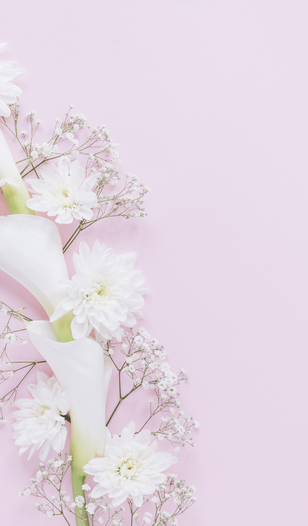 Белые цветы каллы и хризантемы на розовом фоне