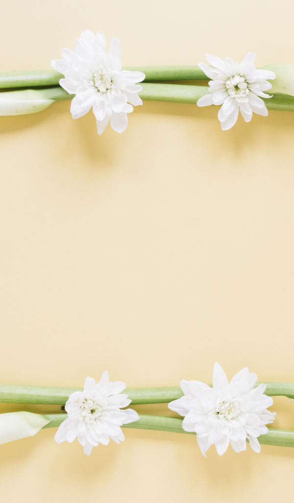 Белые каллы с хризантемами на желтом фоне