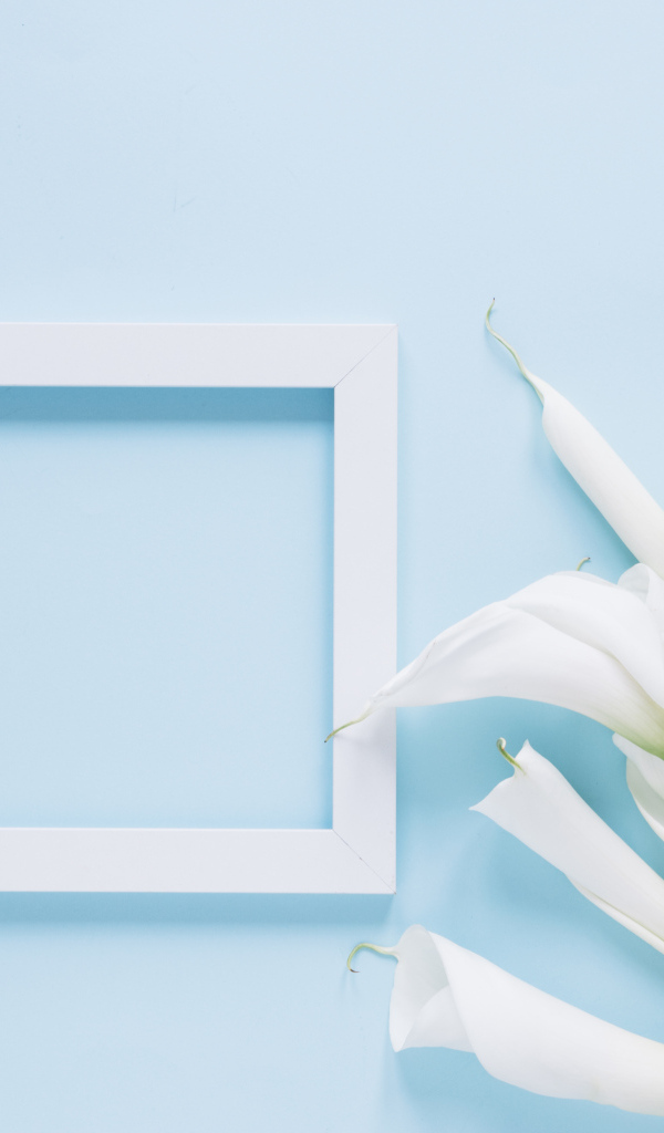 Белые каллы с рамкой для фото на голубом фоне