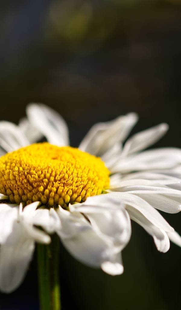 Белый цветок ромашки с нежными лепестками