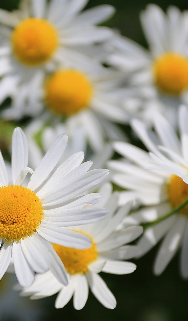 Белые цветы ромашки крупным планом