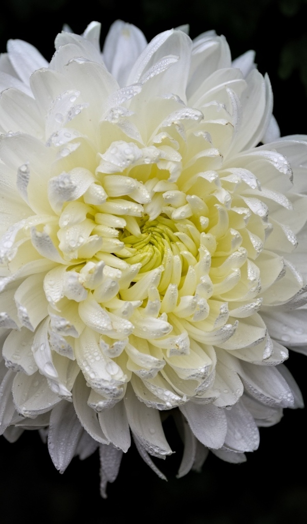 Белый цветок хризантемы в каплях росы