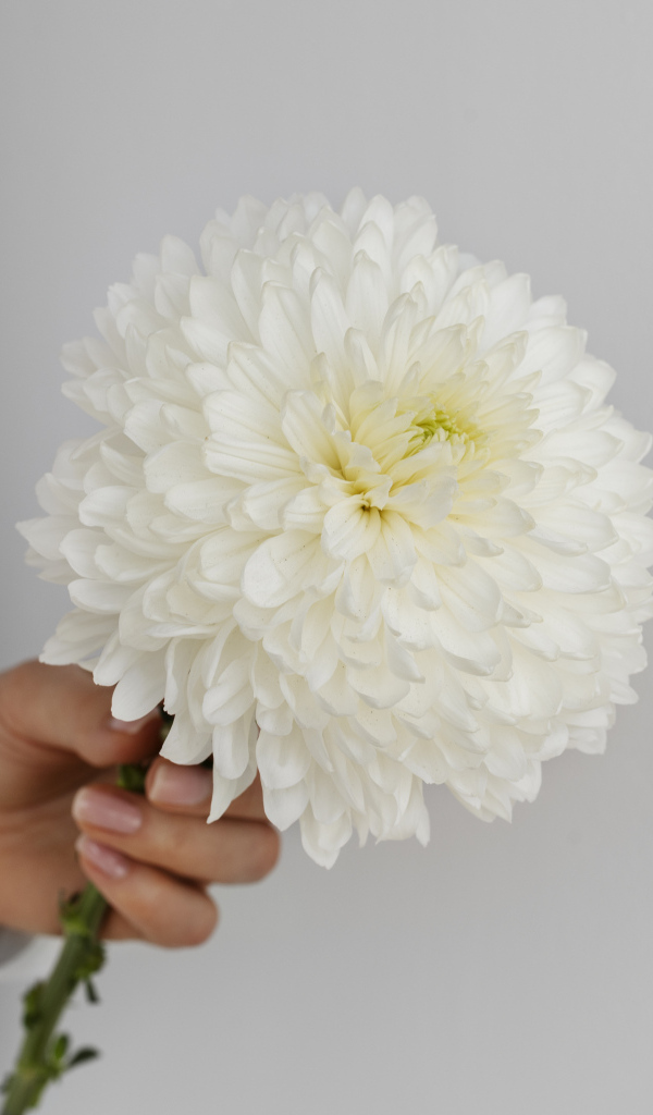 Белый цветок хризантемы в руке