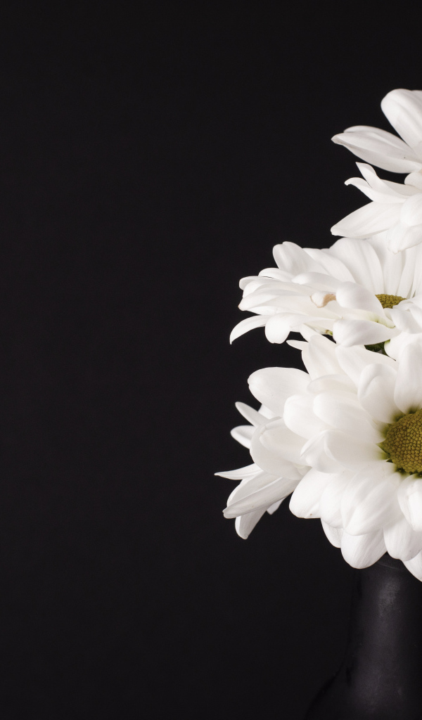 Белые цветы хризантемы на черном фоне