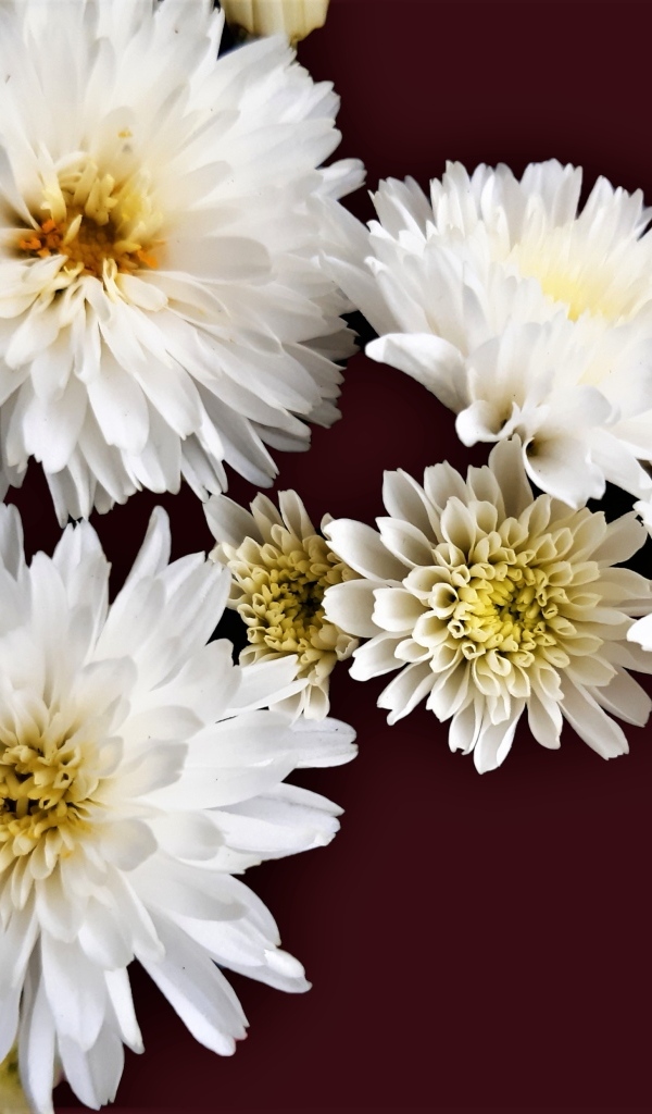 Белые цветы хризантемы на коричневом фоне