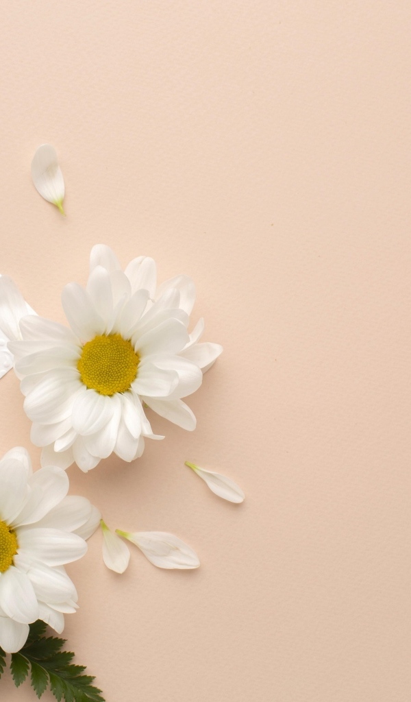 Белые хризантемы с зелеными листьями на розовом фоне