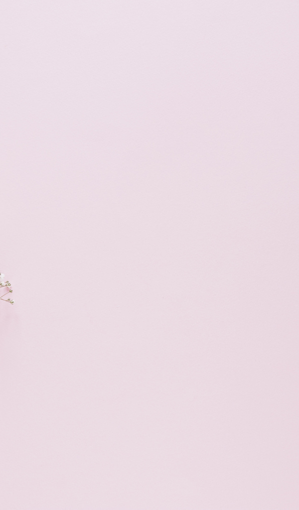 Белые хризантемы с гипсофилой на розовом фоне