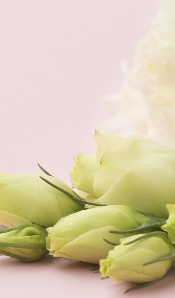 Белые цветы эустомы на розовом фоне крупным планом