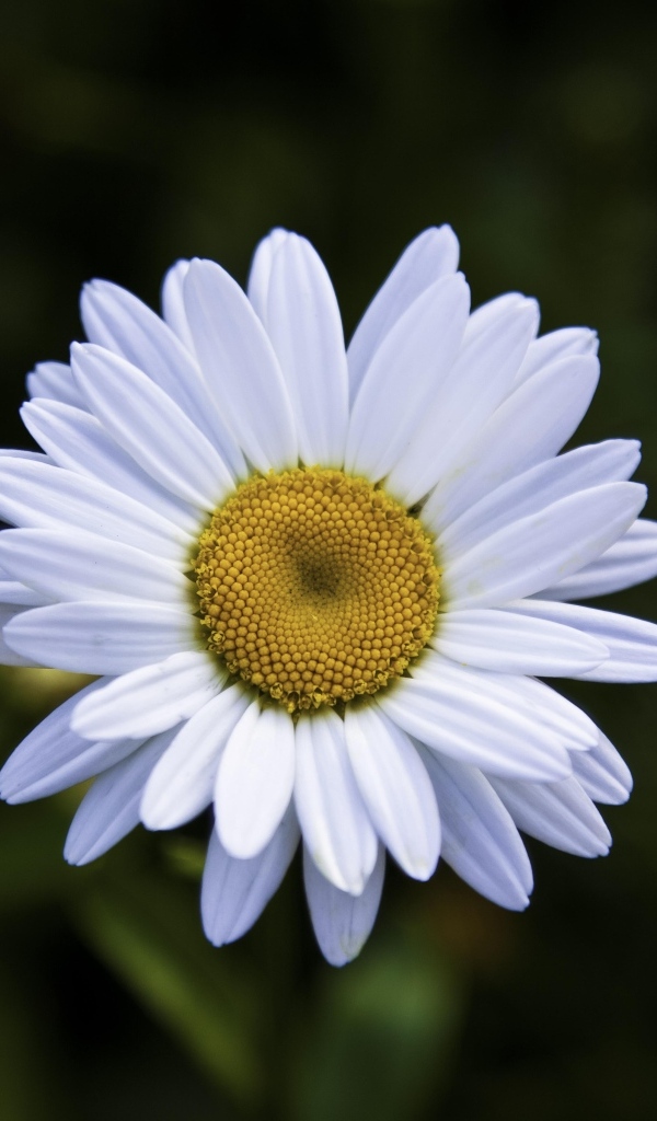 Белая полевая ромашка с желтой серединкой