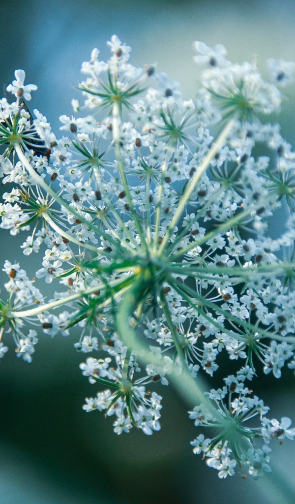 Белое цветущее полевое растение