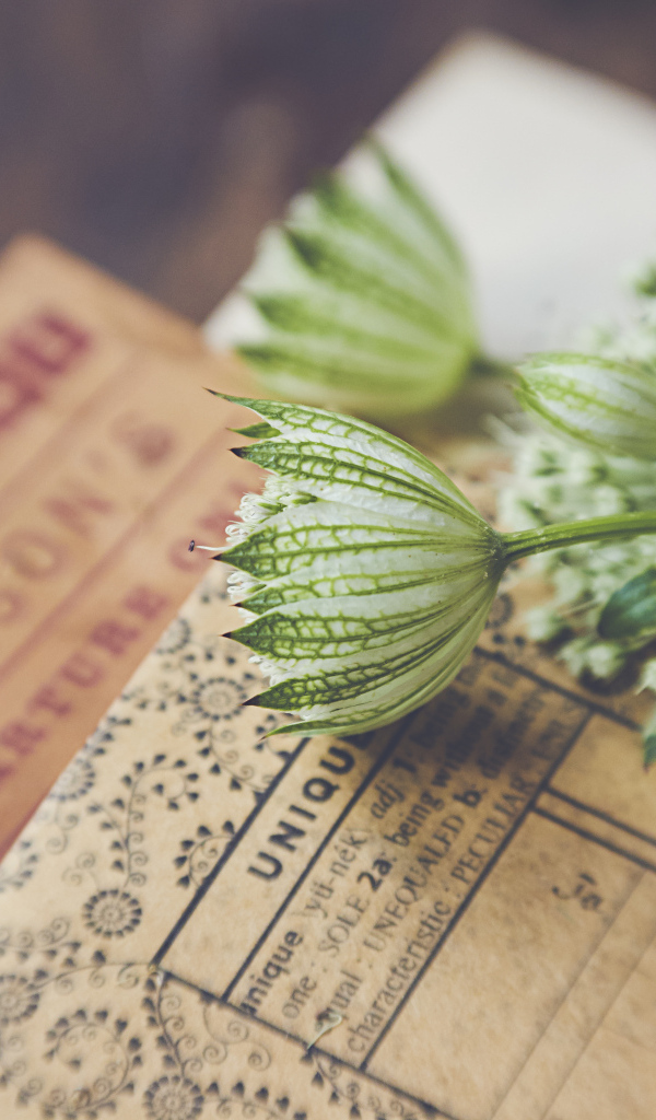 Белые цветы с бумагой на столе