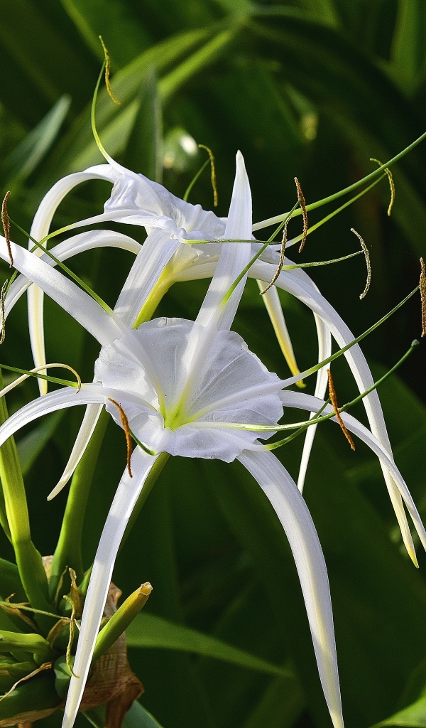 Белые комнатные лилии крупным планом