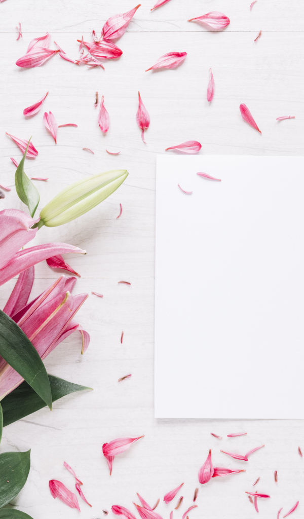 Белый лист с розовыми цветами лилии
