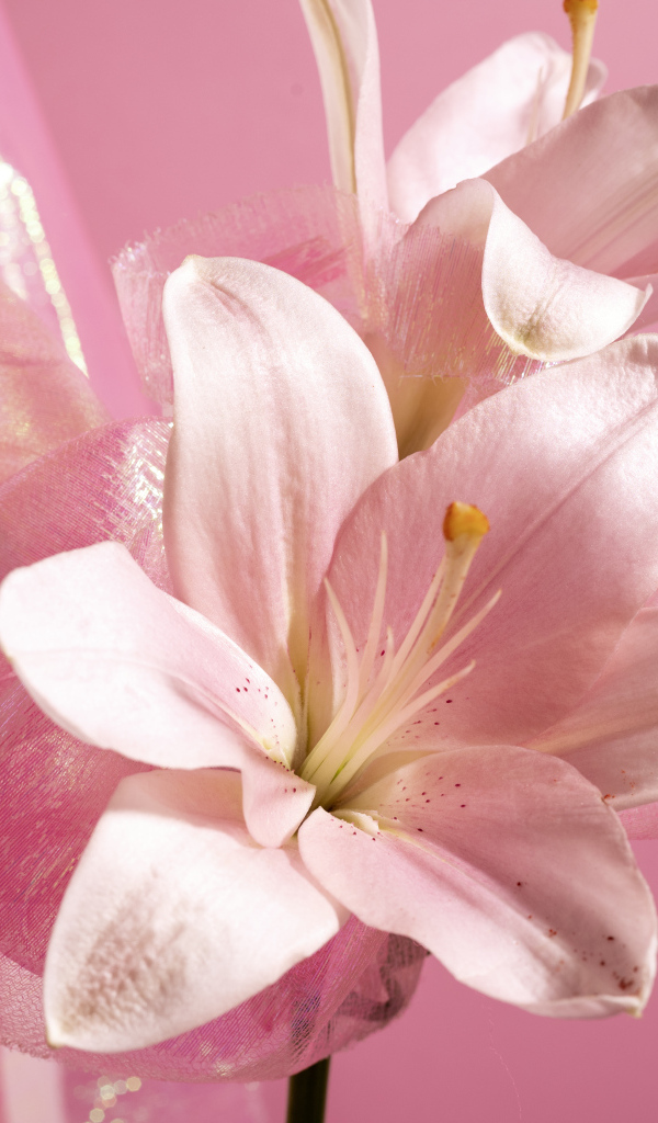 Белые лилии на розовом фоне крупным планом