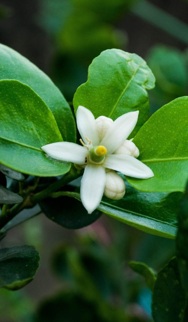 Белый цветок лайма на ветке в зеленых листьях