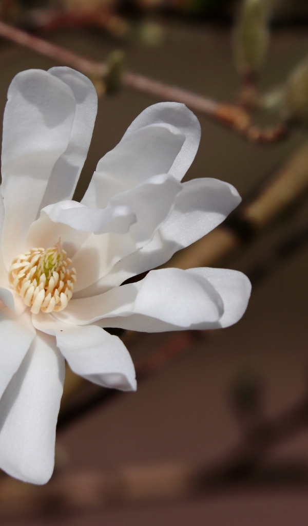 Белый цветок магнолии на ветке крупным планом