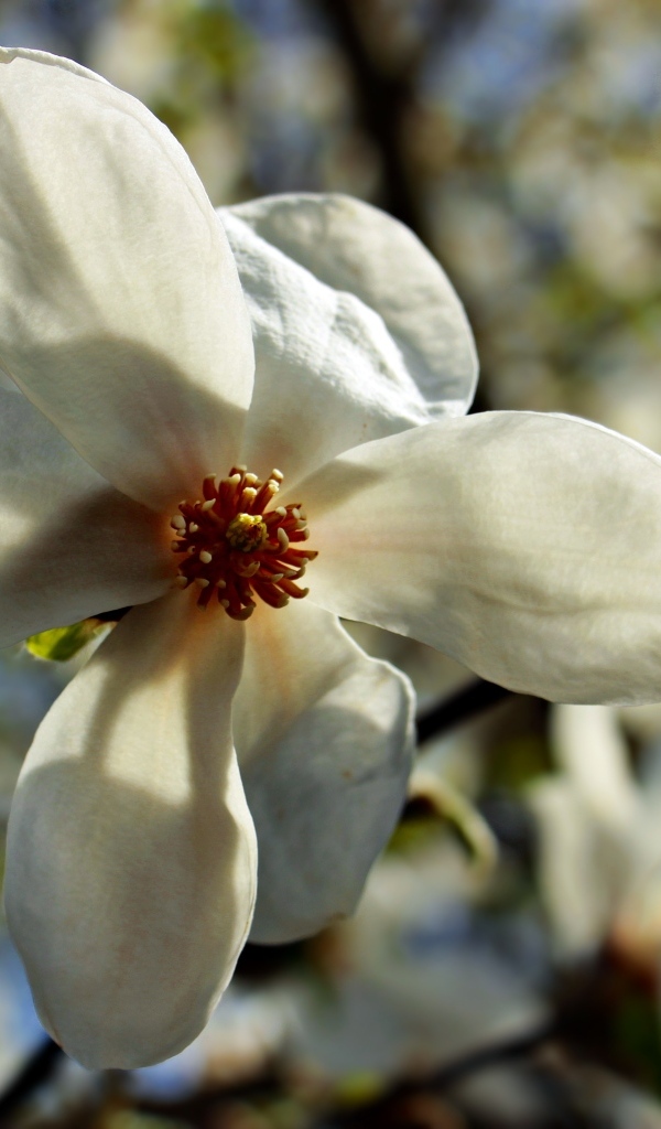 Белый цветок магнолии на ветке крупным планом