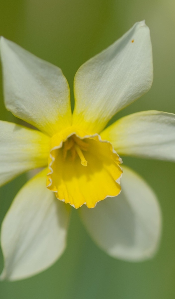 Белый цветок нарцисса с желтой серединкой крупным планом