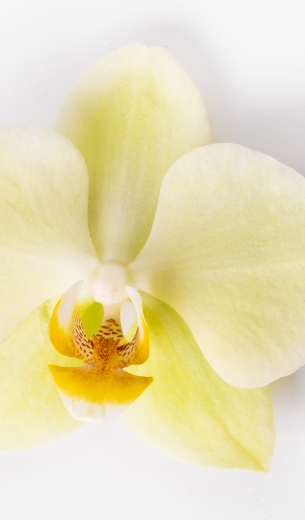 Белый цветок орхидеи с ванилью на белом фоне