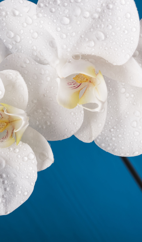 Белые цветы орхидеи на голубом фоне