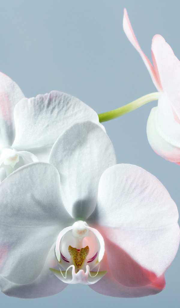 Белые орхидеи на голубом фоне