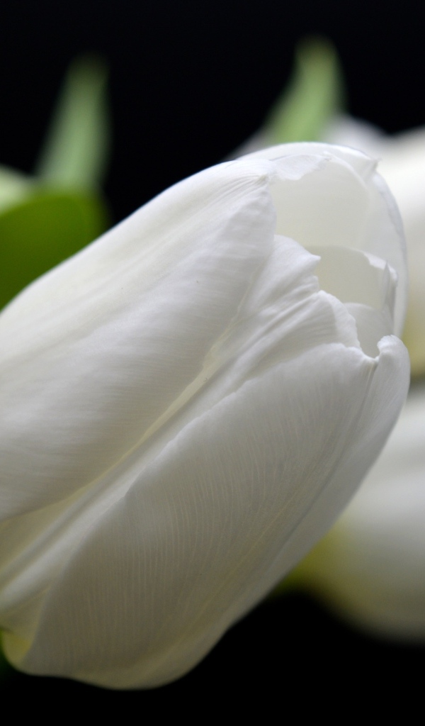 Белый настоящий тюльпан крупным планом