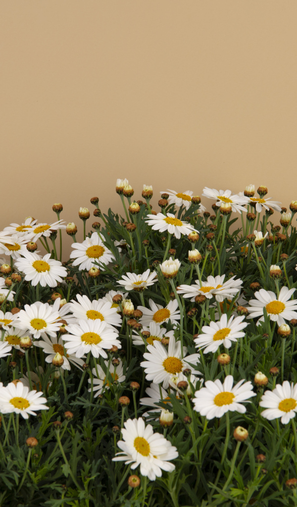 Белые маленькие ромашки на коричневом фоне