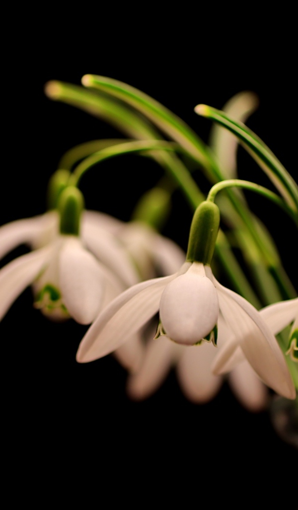 Белые маленькие подснежники в вазе на черном фоне