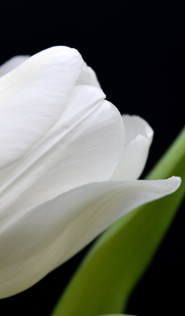 Белый тюльпан с тонкими лепестками на черном фоне