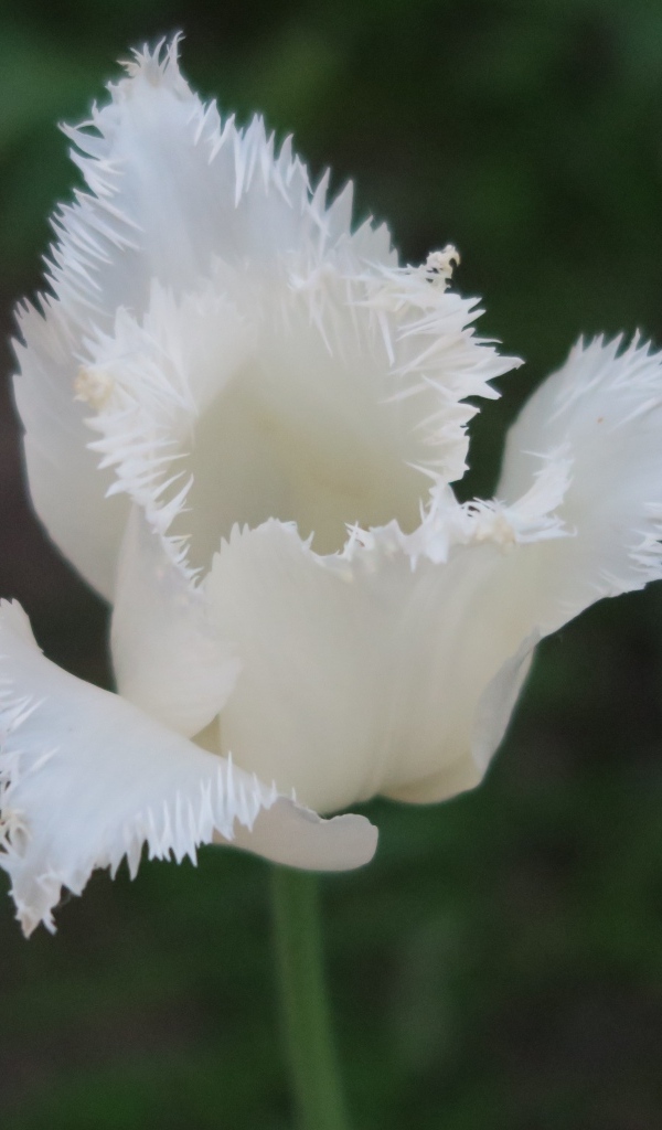 Белый тюльпан с волнистыми лепестками