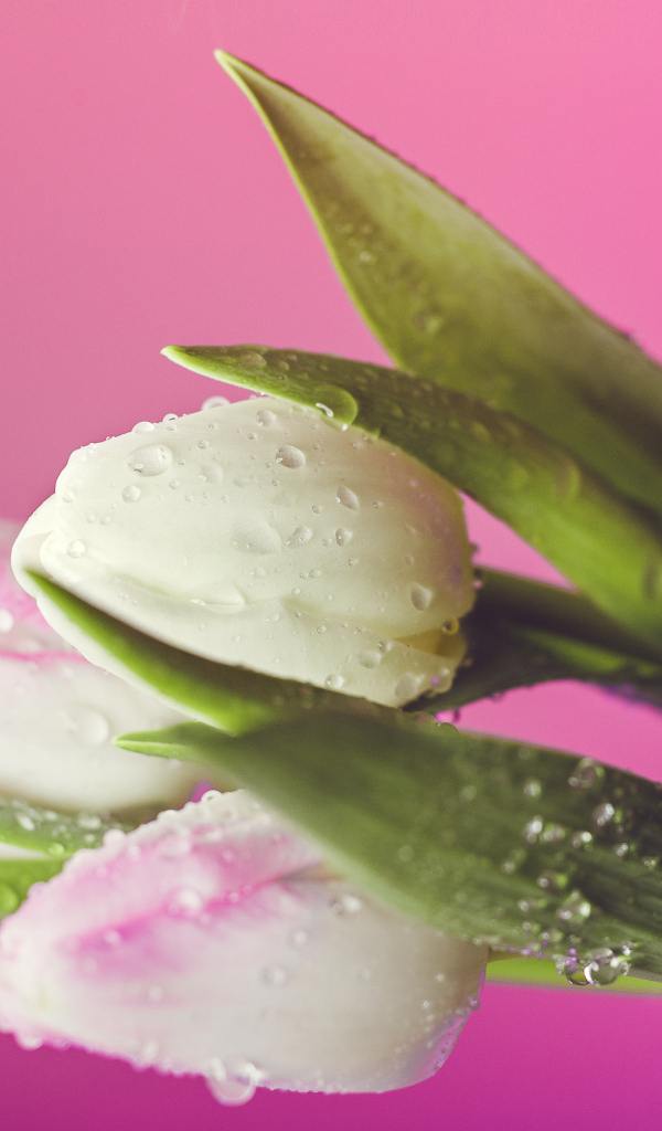 Белые тюльпаны в каплях воды на розовом фоне