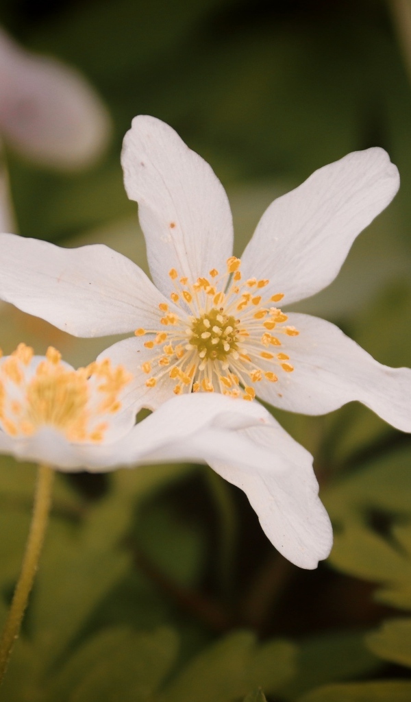 Белые полевые цветы ветреница