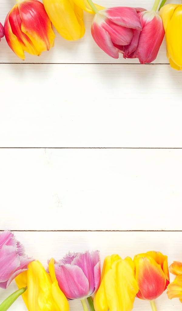 Белый деревянный фон с разноцветными тюльпанами