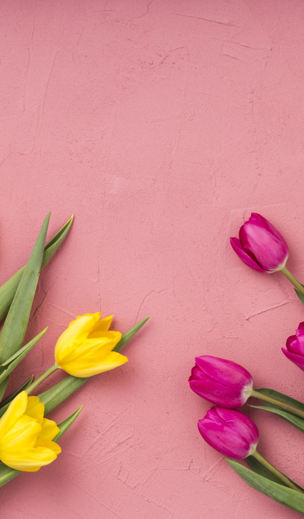 Желтые и сиреневые тюльпаны на розовом фоне